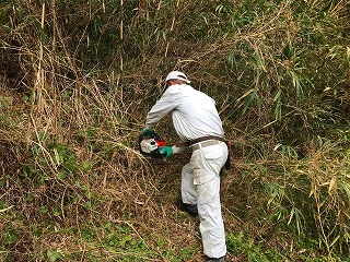 写真：不要竹・樹木伐採作業中