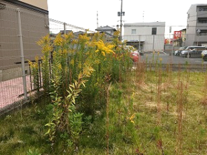 写真：除草前