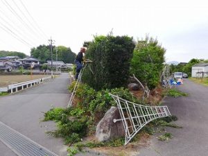 写真：剪定作業中