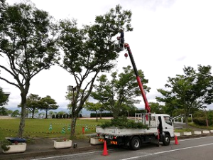 写真：ケヤキ枝剪定