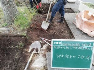 写真：根上がり状況