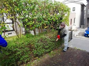 写真：低木剪定中